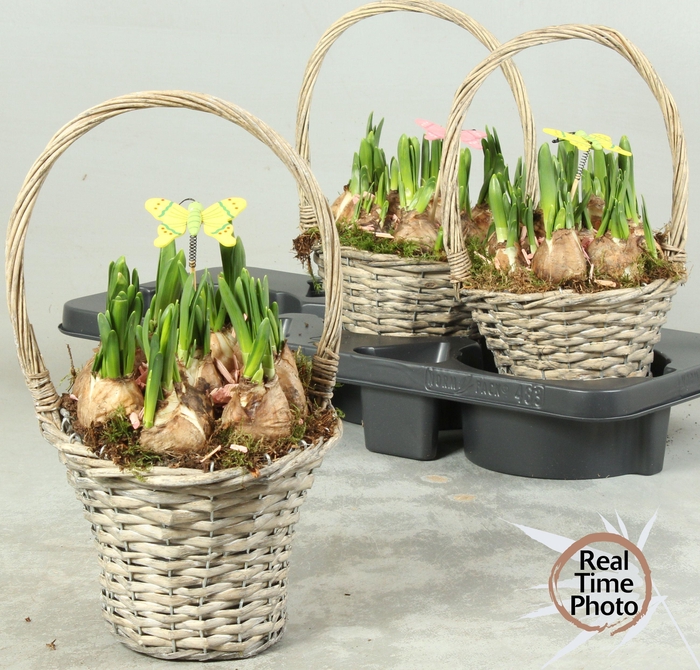 <h4>ARR NARCISSUS</h4>