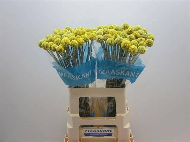 <h4>CRAS OV 60 CM X 50</h4>