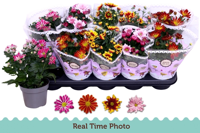 <h4>CHRYS GEM 2 KL BLOEM</h4>