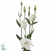 Mono Lisianthus Double wit x5