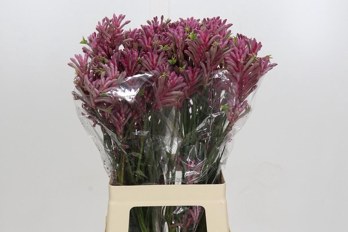 <h4>Anigozanthos Mini Pearl</h4>