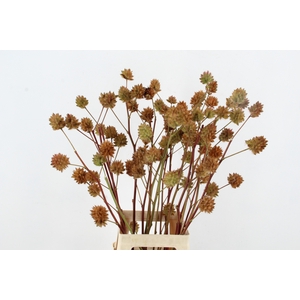 GLYCYRRH YUNNANEN ZD 090CM