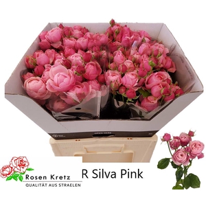 R TR SILVA PINK+