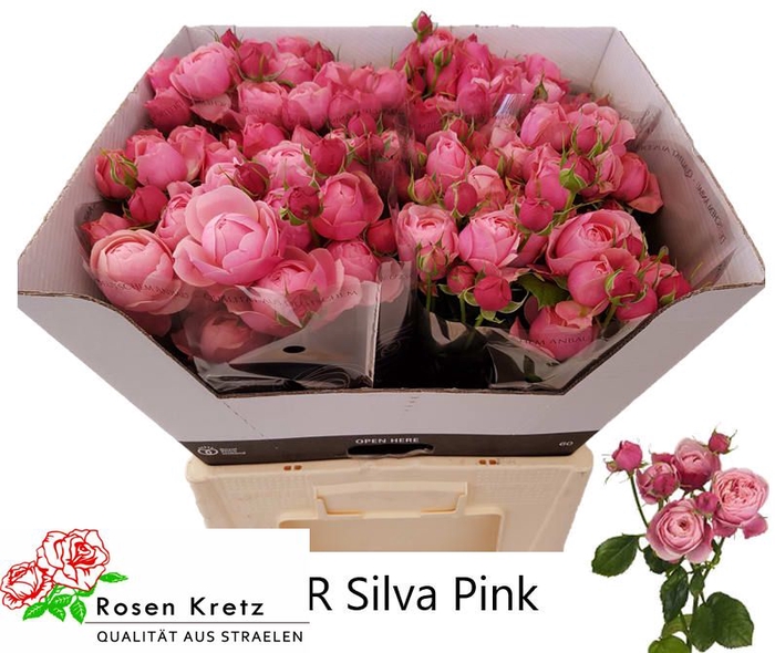 R TR SILVA PINK+