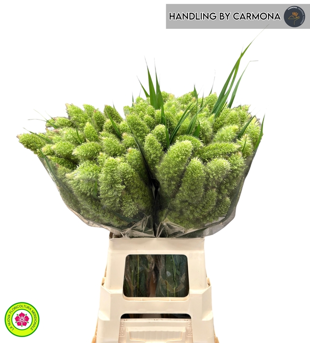<h4>SETARIA ITALICA</h4>