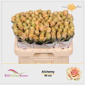 Rosa large alchemy