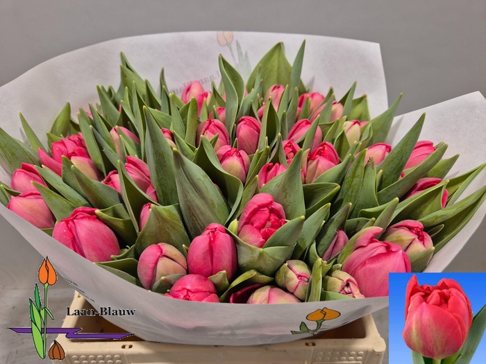 <h4>TU DU BELGRAVIA</h4>