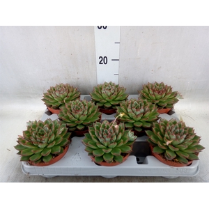 Echeveria   ...