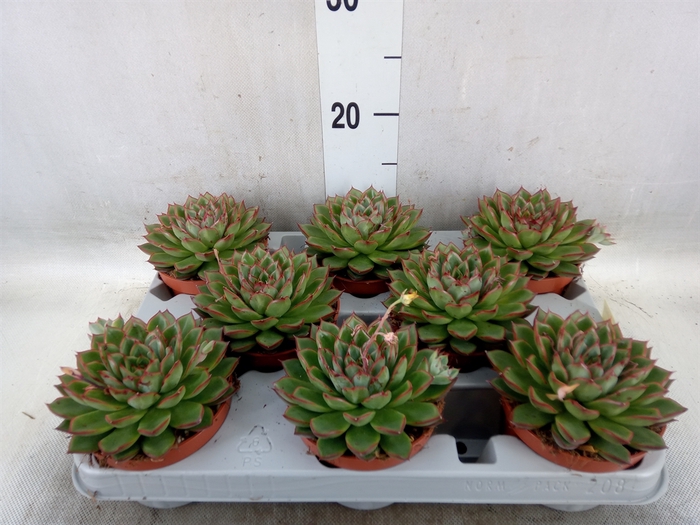 <h4>Echeveria   ...</h4>
