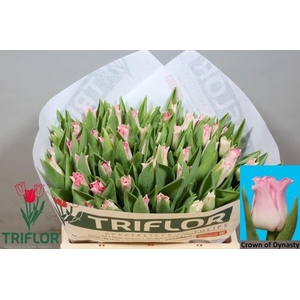 TU CO CROWN  DYNASTY