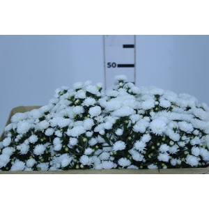 ASTER MARIANA 050 CM
