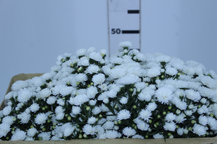 ASTER MARIANA 050 CM