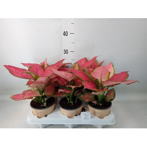 Aglaonema   ...