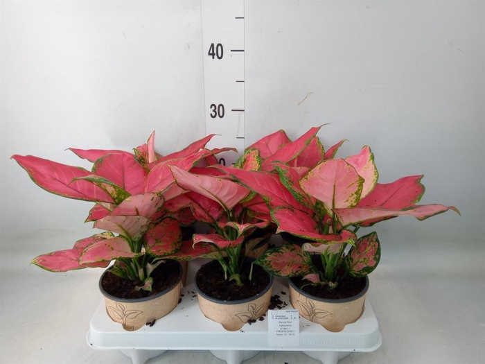 <h4>Aglaonema   ...</h4>
