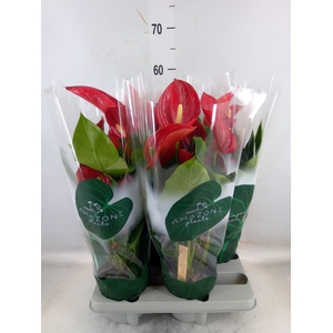 Anthurium andr. 'Melodia'
