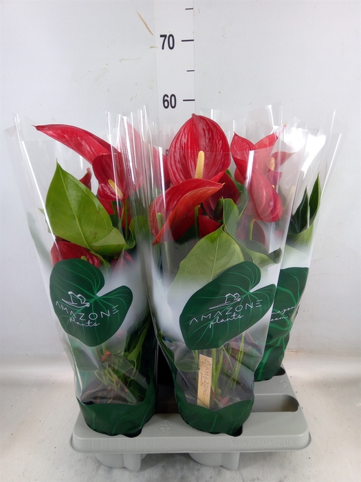 <h4>Anthurium andr. 'Melodia'</h4>