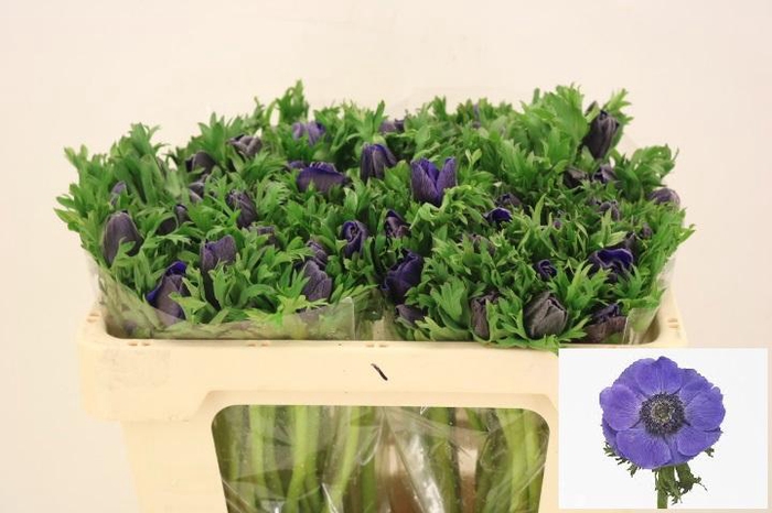 <h4>ANEM CO MIS + D BLUE</h4>