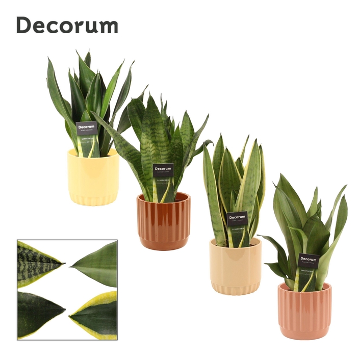 <h4>Sansevieria Super Mix 12 cm in Liam (Coffee blend-collection)</h4>