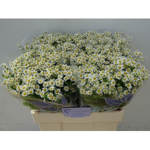 TANACETUM PARTH. 'SINGLE VEGMO'