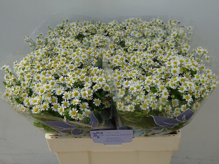 <h4>TANACETUM PARTH. 'SINGLE VEGMO'</h4>