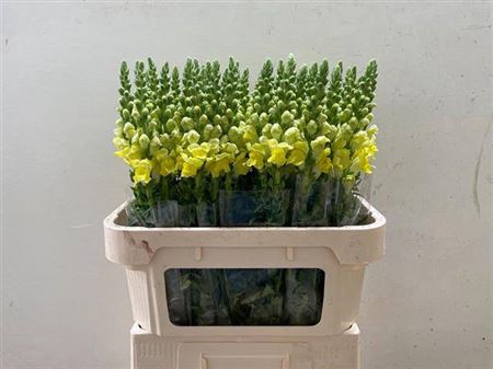 <h4>Antir Op Yellow</h4>