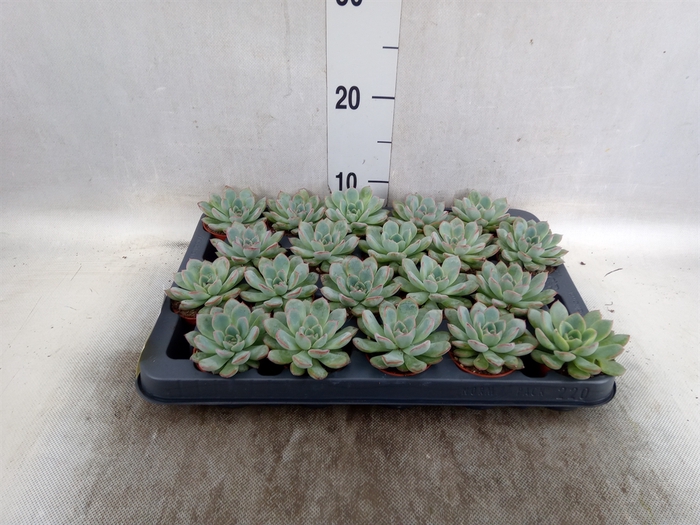 <h4>Echeveria  'Aurora'</h4>