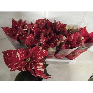 EUPHOR P SUP NEW GLI