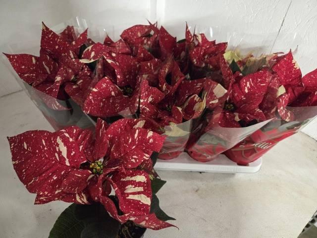 <h4>EUPHOR P SUP NEW GLI</h4>