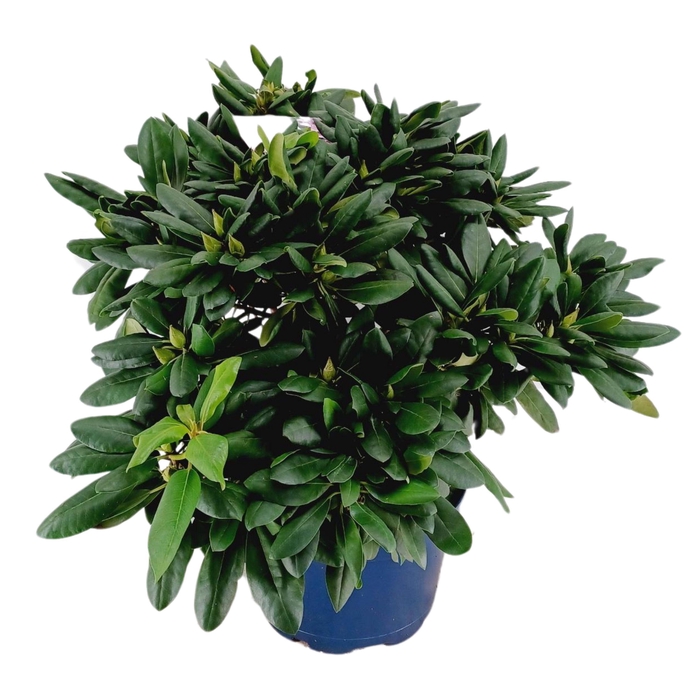 <h4>Rhododendron 70-80 /15 liter 'Roseum Elegans'</h4>