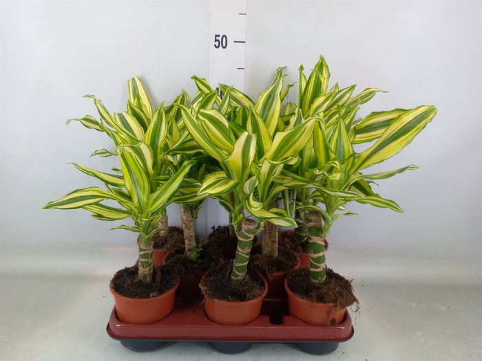 <h4>Dracaena frag. 'Yellow Coast'</h4>