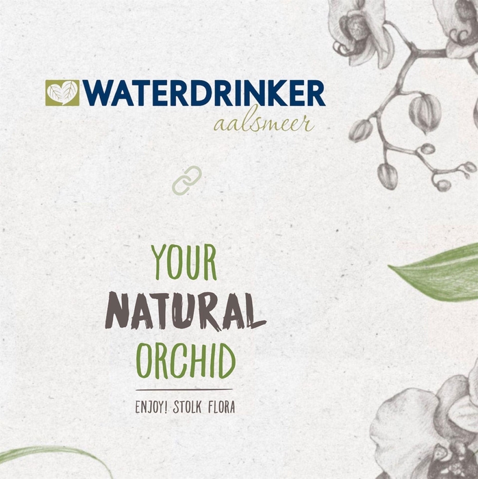 <h4>Phalaenopsis   ...mix</h4>