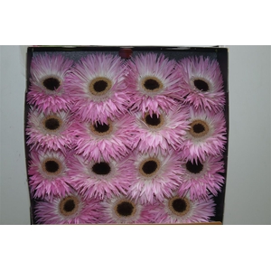 Gerb D Spider Stitch