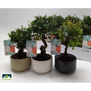 BONSAI GEM