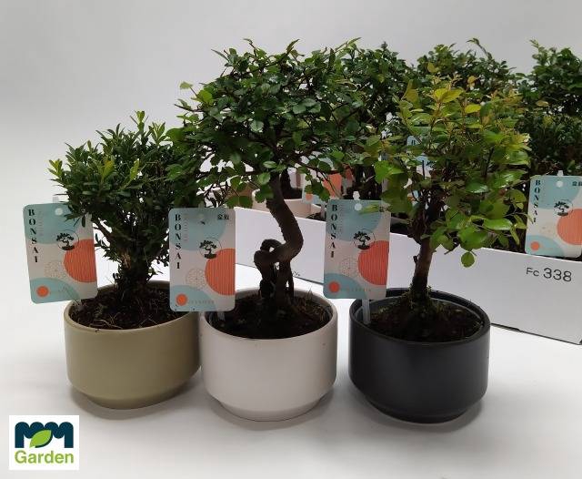 <h4>BONSAI GEM</h4>