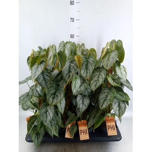 Philodendron brandtianum