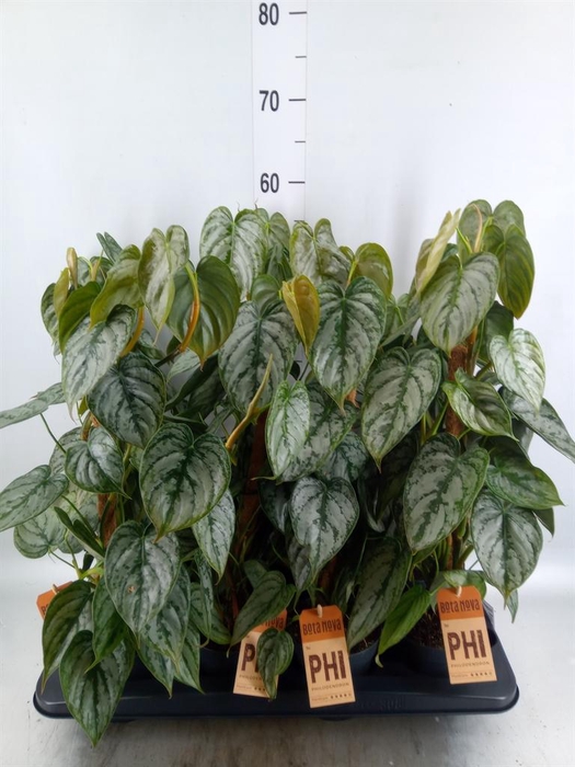 <h4>Philodendron brandtianum</h4>