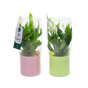 Green Bottle Tulp vaas klein met Spathiphyllum