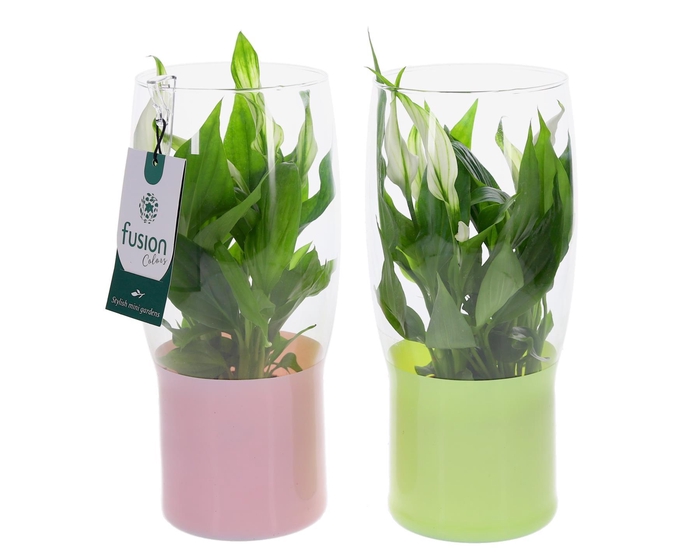 <h4>Green Bottle Tulp vaas klein met Spathiphyllum</h4>