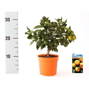 Citrus Calamondin mini-stem