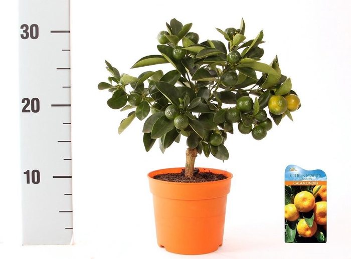 <h4>Citrus Calamondin mini-stem</h4>