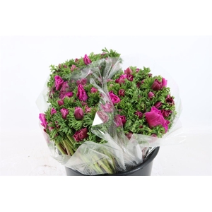 Anem Marianne Orchid