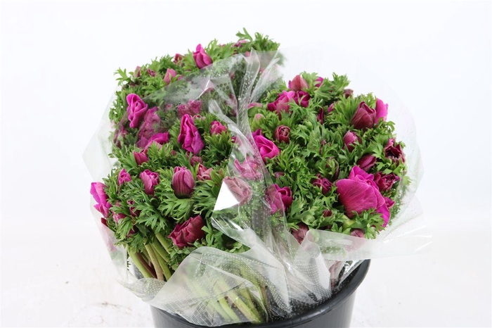 <h4>Anem Marianne Orchid</h4>