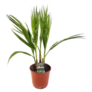 Washingtonia robusta