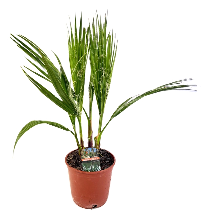 <h4>Washingtonia robusta</h4>