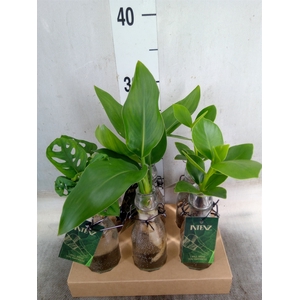 Planten  ..mix
