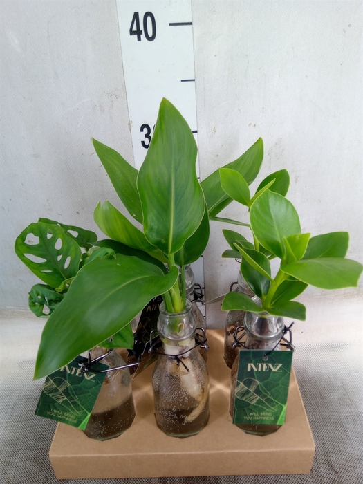 <h4>Planten  ..mix</h4>