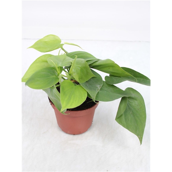 Philodendron Scandens Green