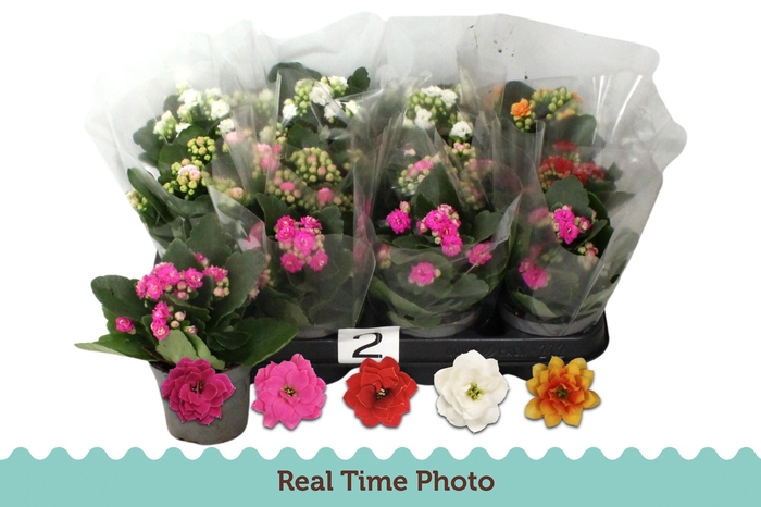 <h4>KAL GE GEM 5 KL</h4>