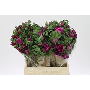 Anemone Co Galil Orchid Extra