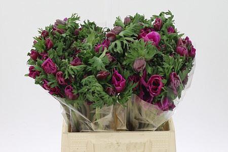 <h4>Anem Co Galil Orchid Extra</h4>